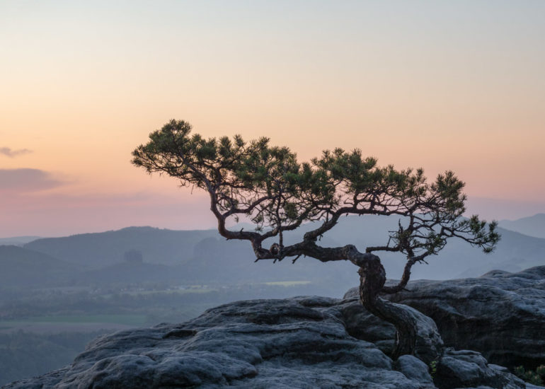 wandern Lilienstein Kiefer Sonnenaufgang