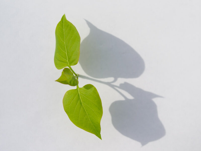 Blätter mit Schatten