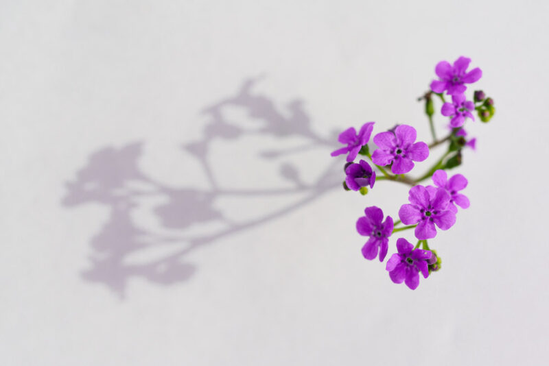 Vergissmeinnicht mit Schatten