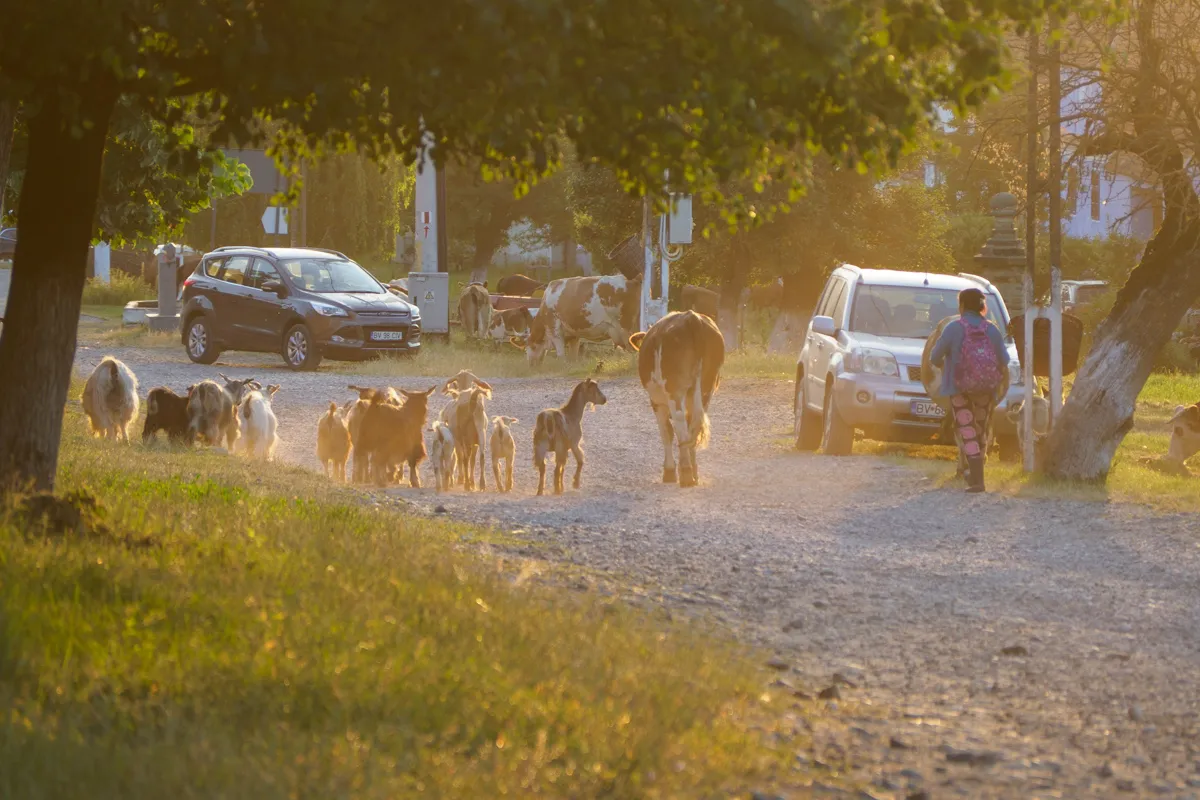 Viehtrieb in Siebenbürgen