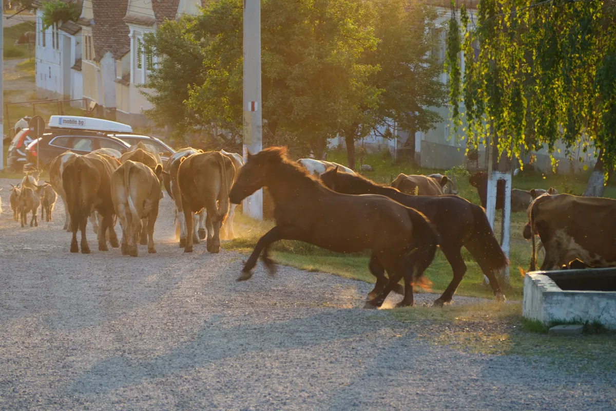 Viehtrieb in Siebenbürgen
