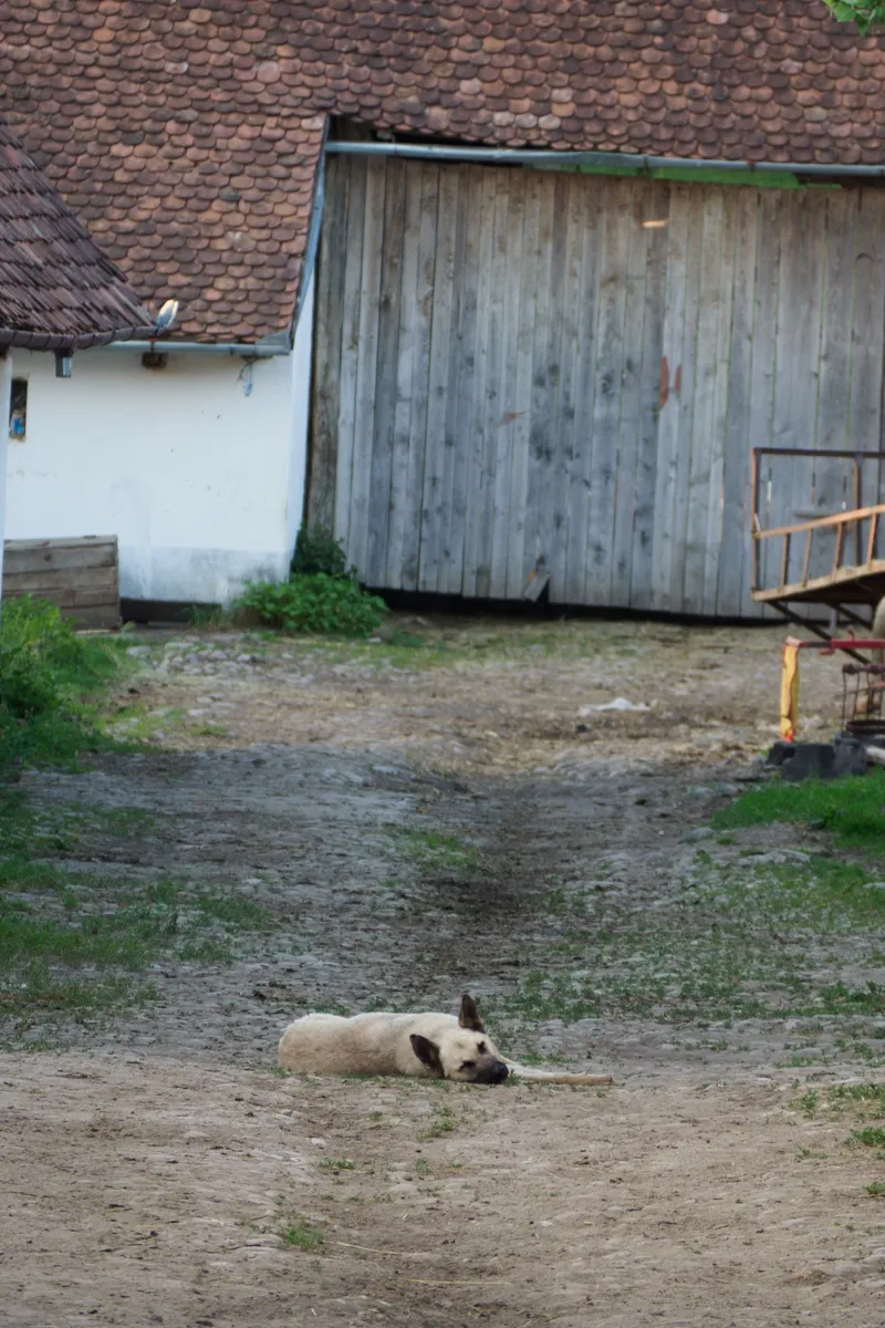 Viehtrieb in Siebenbürgen