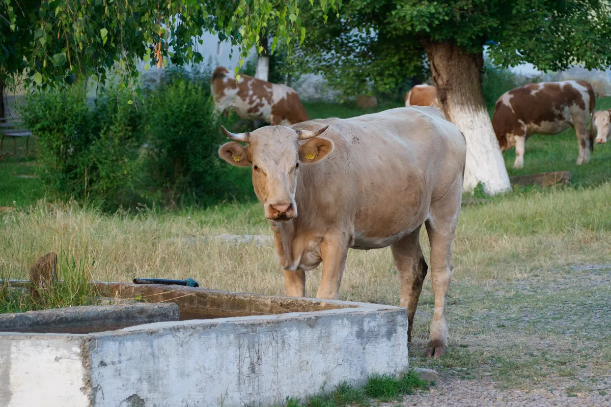 Viehtrieb in Siebenbürgen