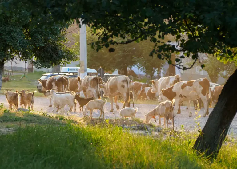Viehtrieb in Siebenbürgen