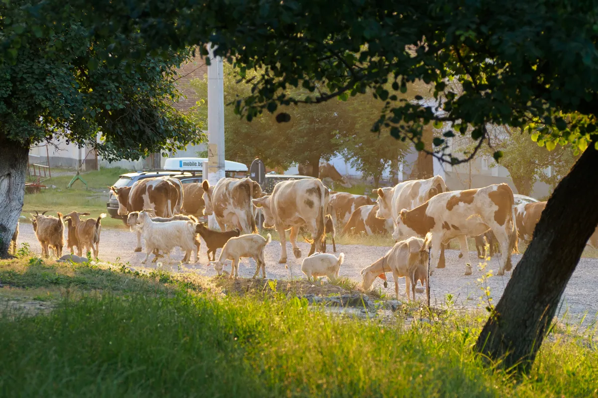 Viehtrieb in Siebenbürgen