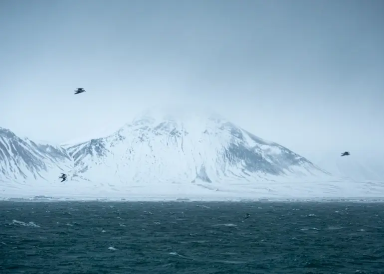 Drei Vögel fliegen über das Meer, im Hintergrund die Berge von Island
