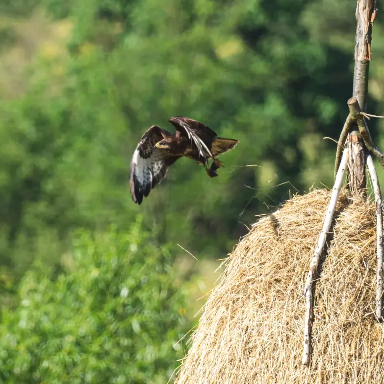 Mäusebussard fliegt von einem Heuschober los.