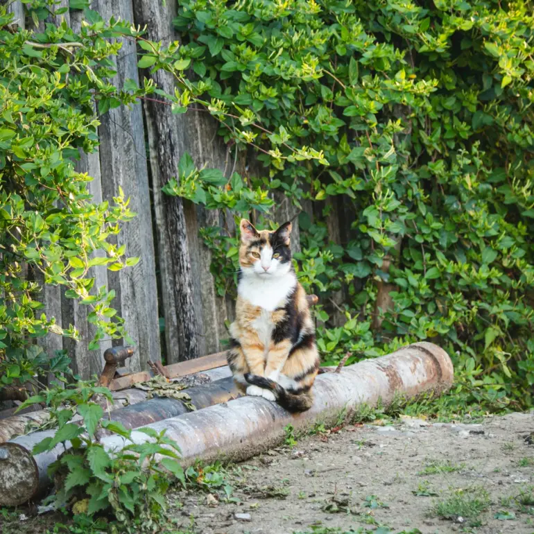 Katze sitzt auf Holz
