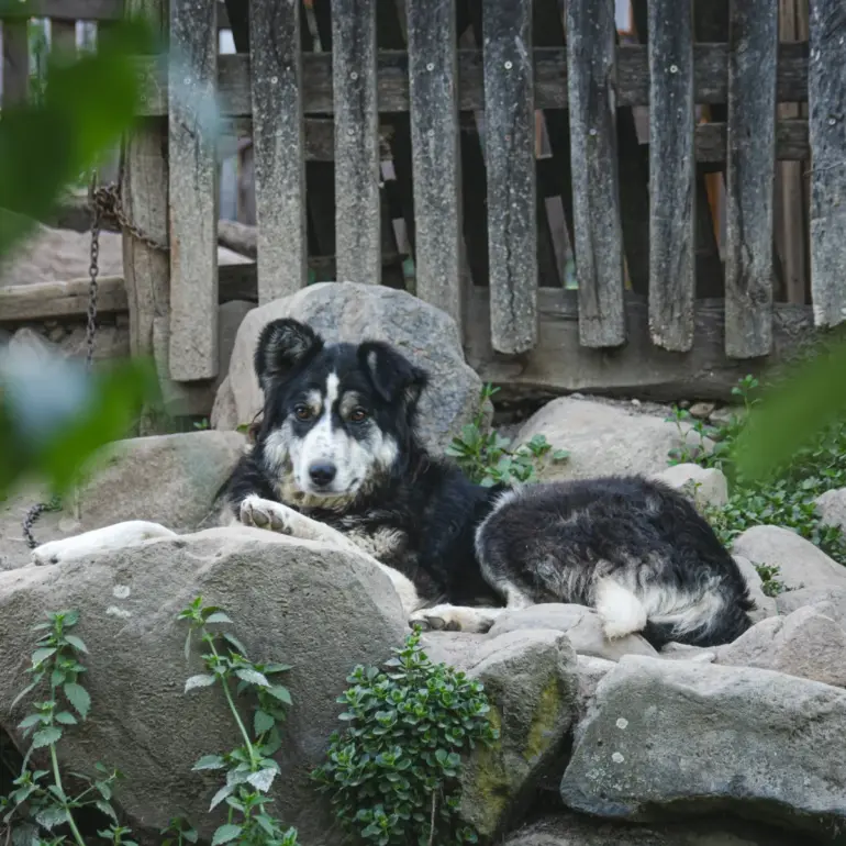 Wachhund der zu uns sieht