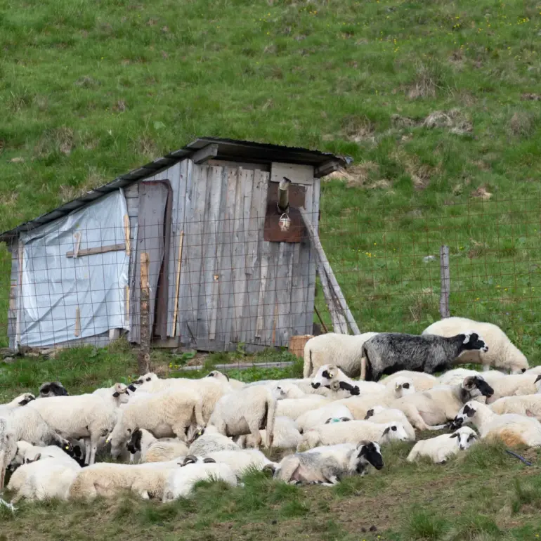 Schafe vor Hütte