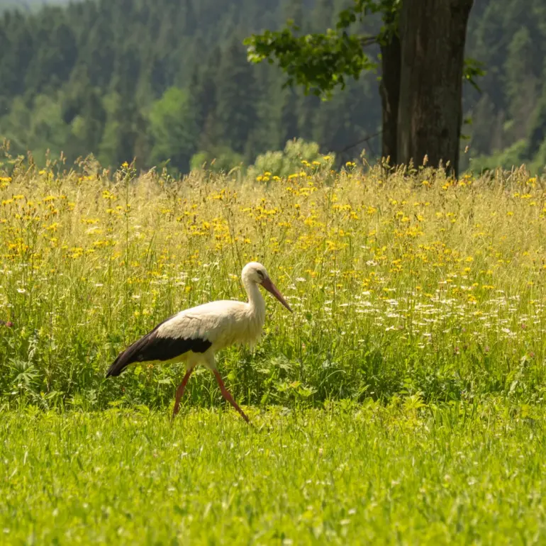 Storch