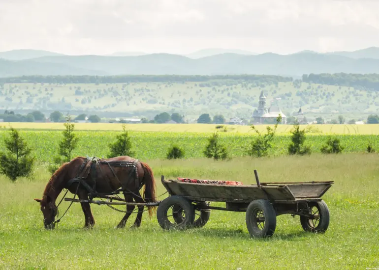 Pferdekutsche vor Landschaft