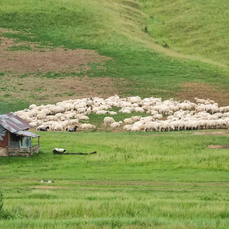 Schafherde auf grüner Wiese