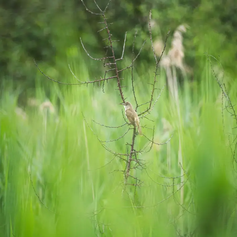 Vogel im Schilf