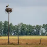 Storchennest