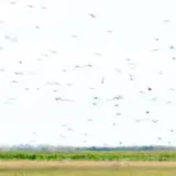 Fliegende Vögel