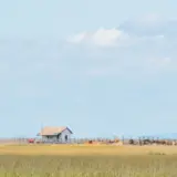 Viehwirtschaft in der Puszta